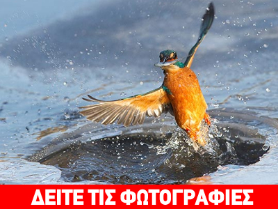 Η φύση βρίσκει πάντα τον τρόπο…