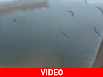 Αναγκαστική προσγείωση λόγω… πτηνών