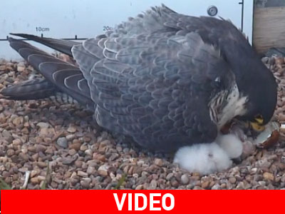 Γεννητούρια στο Πανεπιστήμιο του Νότιγχαμ