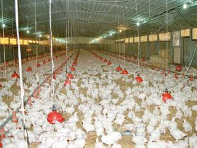 Δύσκολος καιρός για την ελληνική πτηνοτροφία