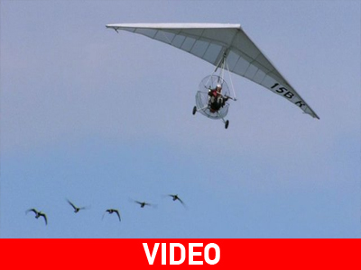 Ήθελε να βλέπει τα πουλιά από κοντά!