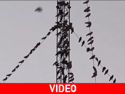 Εισβολή πουλιών στην Αυστραλία!