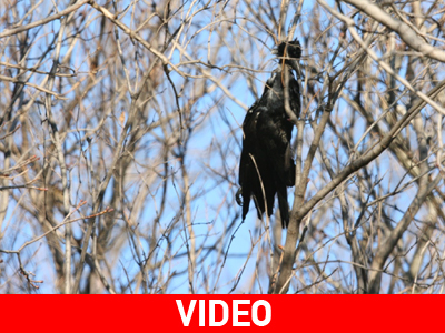 Σαστισμένοι οι επιστήμονες με το φαινόμενο μαζικών αυτοκτονιών πουλιών