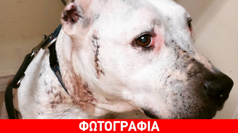 Την εγκατέλειψαν δεμένη και άρρωστη. Χρειάζεται τη βοήθειά σας για να γίνει καλά!