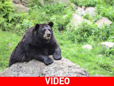 Μαύρη αρκούδα σκότωσε 22χρονο φοιτητή στο Νιου Τζέρσεϊ