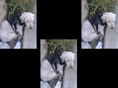 Βοηθήστε να επιστρέψει σπίτι