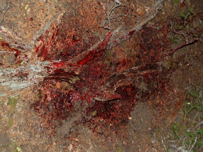 Τους εκτέλεσαν με κυνηγετικό όπλο