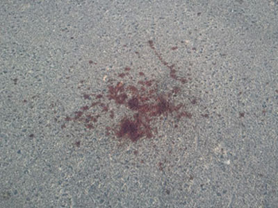 Βέροια: Πυροβόλησε και τραυμάτισε σκύλο