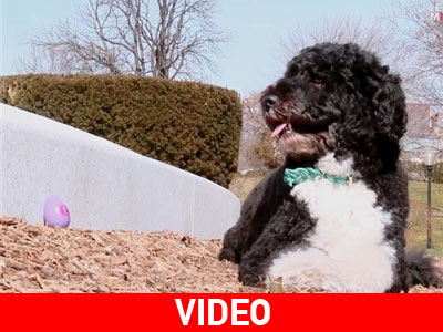 Τετράποδη… επιθεώρηση των πασχαλινών Αυγών