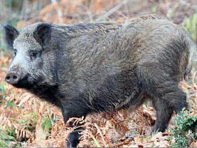 Βρετανία: Έβγαλε τον σκύλο του βόλτα και συνάντησε αγριόχοιρο!