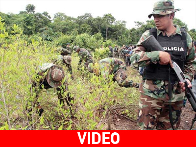 Βολιβία: Στο κυνήγι των φυτειών κοκαΐνης