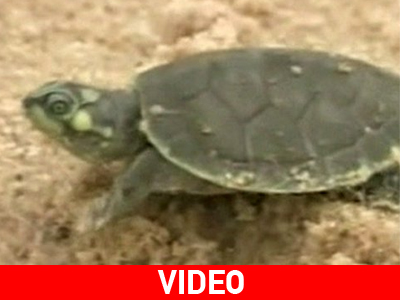 Βολιβία: Απελευθέρωση 120.000 μικρών χελωνών