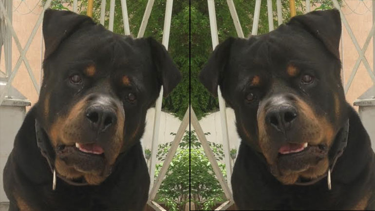 Βοηθήστε να βρεθεί ο Βούδας – Χάθηκε στο Νέο Ηράκλειο