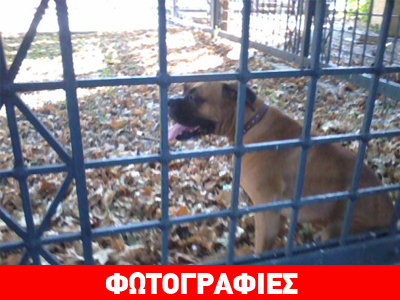 Βρέθηκε αρσενικό «Μπόξερ» στο Λιανοκλάδι