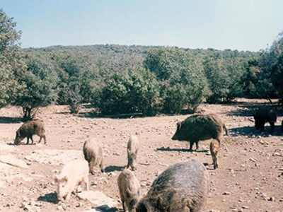 Είχαν μόνο τον… χοίρο