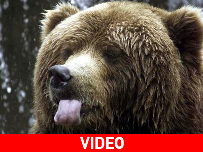 Έκανε τον… ψόφιο κοριό για να γλυτώσει από την αρκούδα!