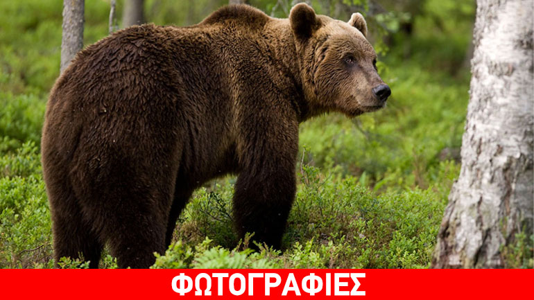 Αρκούδα εγκλωβίστηκε σε παγίδα στην Κοζάνη