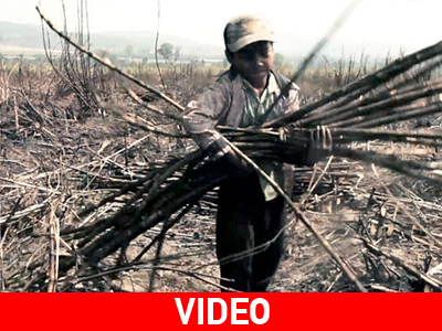 Καμπότζη: Η βιομηχανία της ζάχαρης και η παιδική εργασία Καμπότζη: Η βιομηχανία της ζάχαρης και η παιδική εργασία