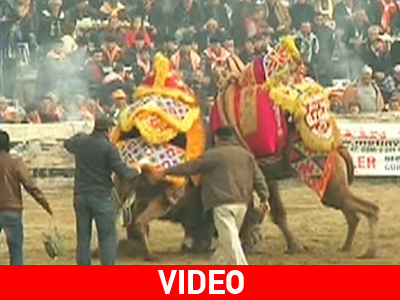 Έγινε της… καμήλας στην Τουρκία