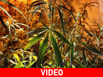 Ιταλία: Καλλιέργειες κάνναβης μέσα σε σήραγγα του Μετρό