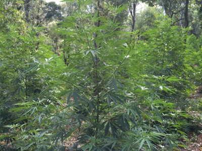 Είχε αδυναμία στο… χωράφι του!