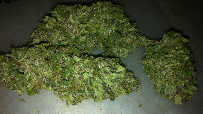 Πύργος: Καλλιεργούσε κάνναβη στο σπίτι του