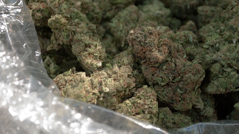 Χειροπέδες για κάνναβη στη Σητεία