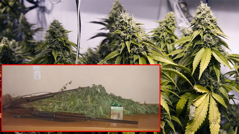 Μεσσηνία: Καλλιεργούσε κάνναβη στην αυλή του σπιτιού του