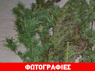 Καλλιεργούσε κάνναβη σε αγροτική περιοχή στη Ροδόπη