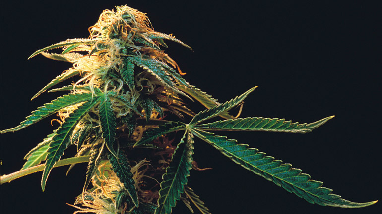 Hλεία: Καλλιεργούσε δενδρύλλια κάνναβης στο σπίτι του