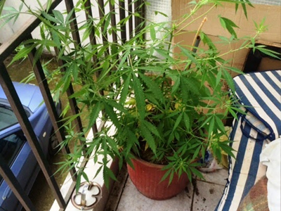 Ξάνθη: Καλλιεργούσαν κάνναβη στο… μπαλκόνι!