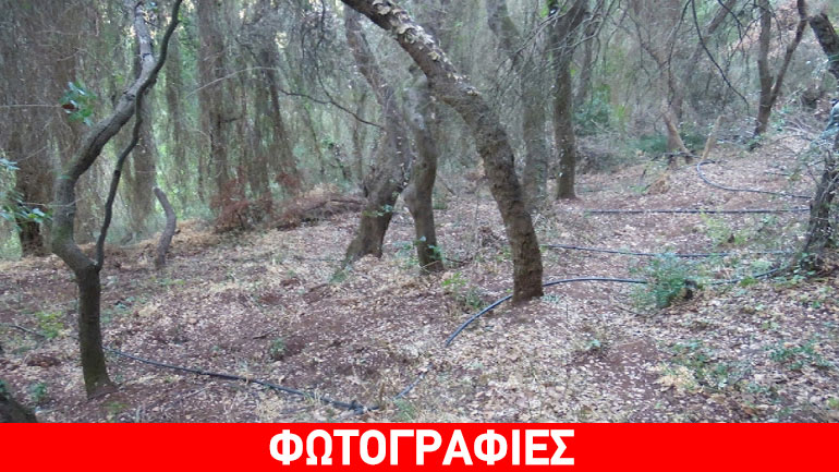 Δάσος… κάνναβης στο Θέμελο Πρέβεζας