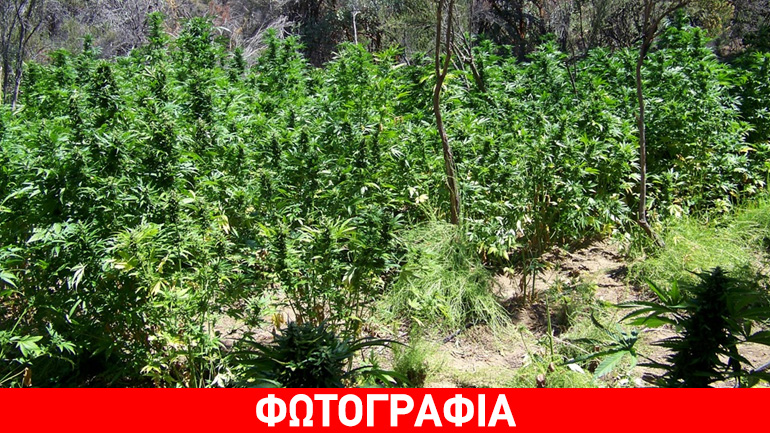 Δάσος από… κάνναβη στη Μεσσηνία