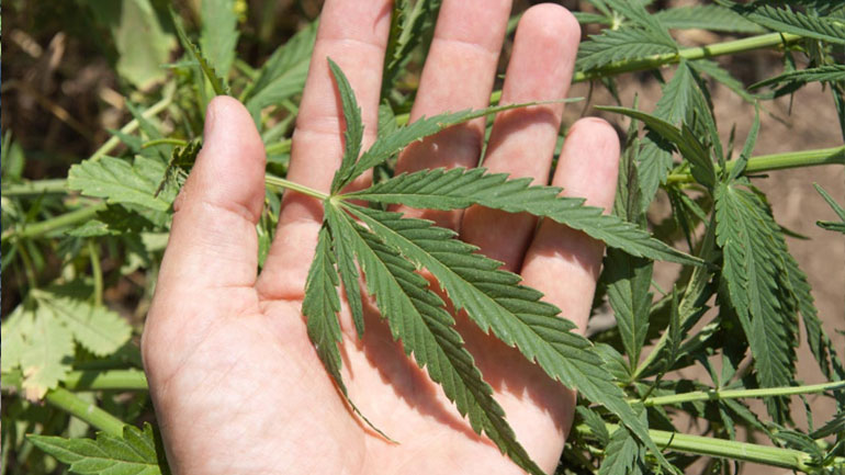 Χανιά: Τα δενδρύλλια τον έστειλαν κρατητήριο