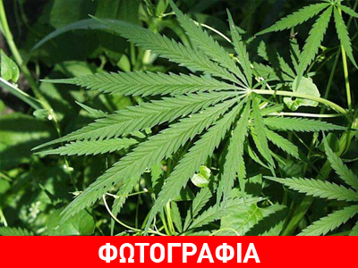 Τρίκαλα: Η φυτεία κάνναβης έφερε… βραχιολάκια