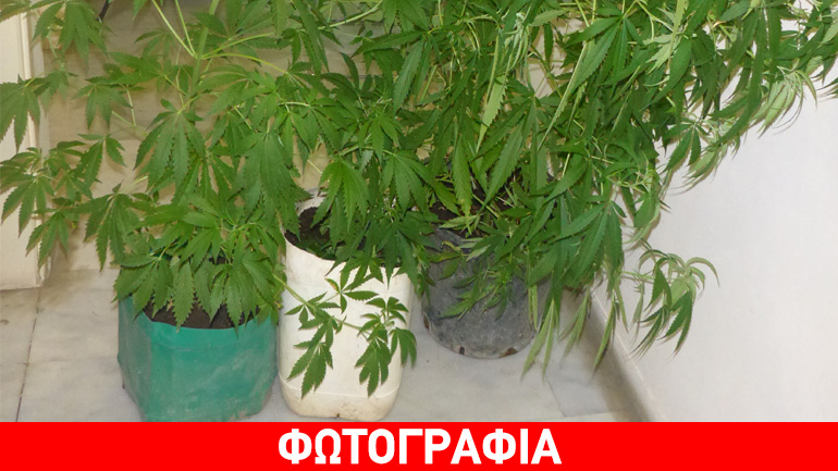 Χειροπέδες για καλλιέργεια κάνναβης