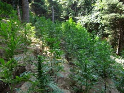 Νέα φυτεία κάνναβης εντοπίστηκε στο Ρέθυμνο