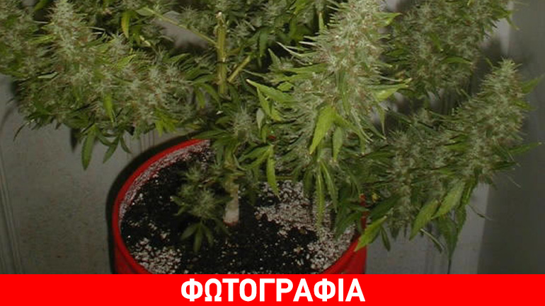 Κατερίνη: Καλλιεργούσε κάνναβη στο μπαλκόνι του