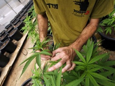 Ζητούν ελεγχόμενη νομιμοποίηση της κάνναβης