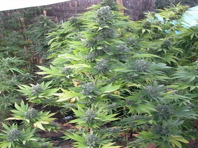 Είχε αδυναμία στον κήπο του