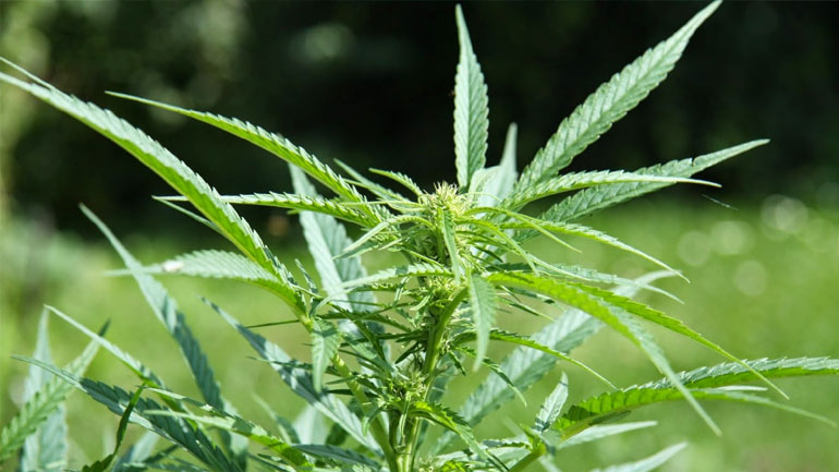 Χειρόπεδες σε 58χρονο για γλάστρα με κάνναβη