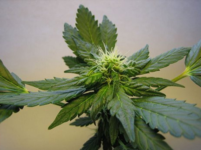 Κέρκυρα: Κυκλοφορούσε… «φορτωμένος»