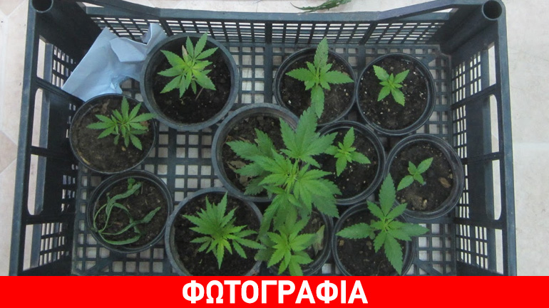 Ο σκύλος μύρισε τα ναρκωτικά