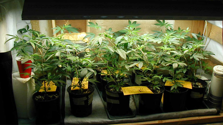 Πρέβεζα: Καλλιεργούσε κάνναβη στο σπίτι του