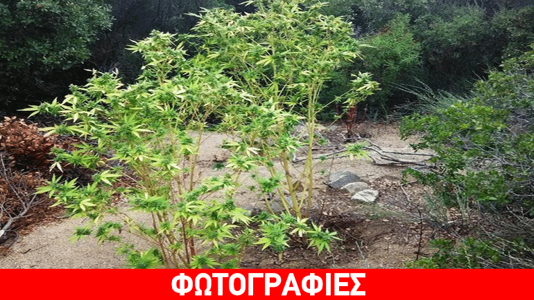 Χωράφι… κάνναβης στη Χαλκιδική