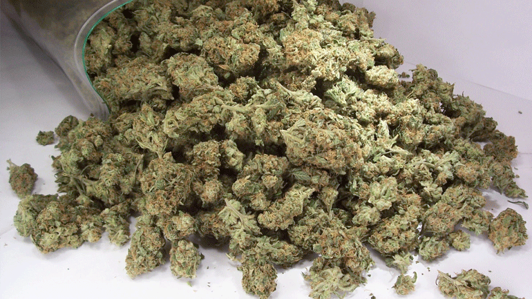 Χανιά: Η κάνναβη έφερε… χειροπέδες