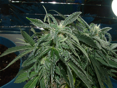 Μεγάλη επιχείρηση της ΕΛΑΣ στη Σκόπελο