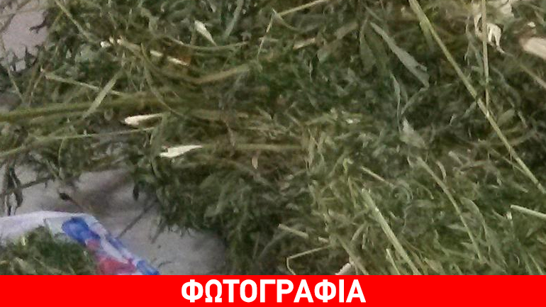 Έκανε μπίζνες με… κάνναβη!