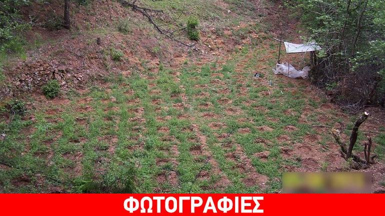 «Δάσος» κάνναβης στην Αρκαδία