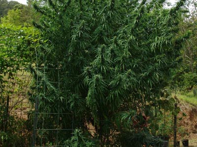 Δενδρύλλια χασίς… δύο μέτρων στο Ηράκλειο Κρήτης